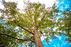 Best Lawn Renovation and Restoration  in Northeast Ithaca, NY